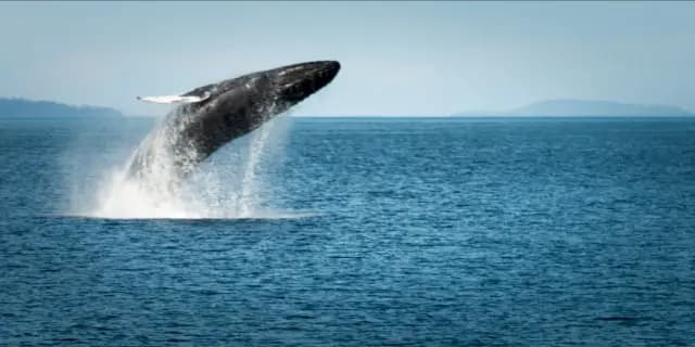Whale jumping out of the water